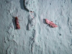 Sufetula