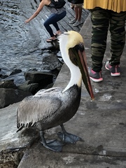 Pelecanus occidentalis