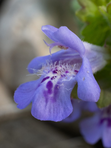 Glechoma hederacea