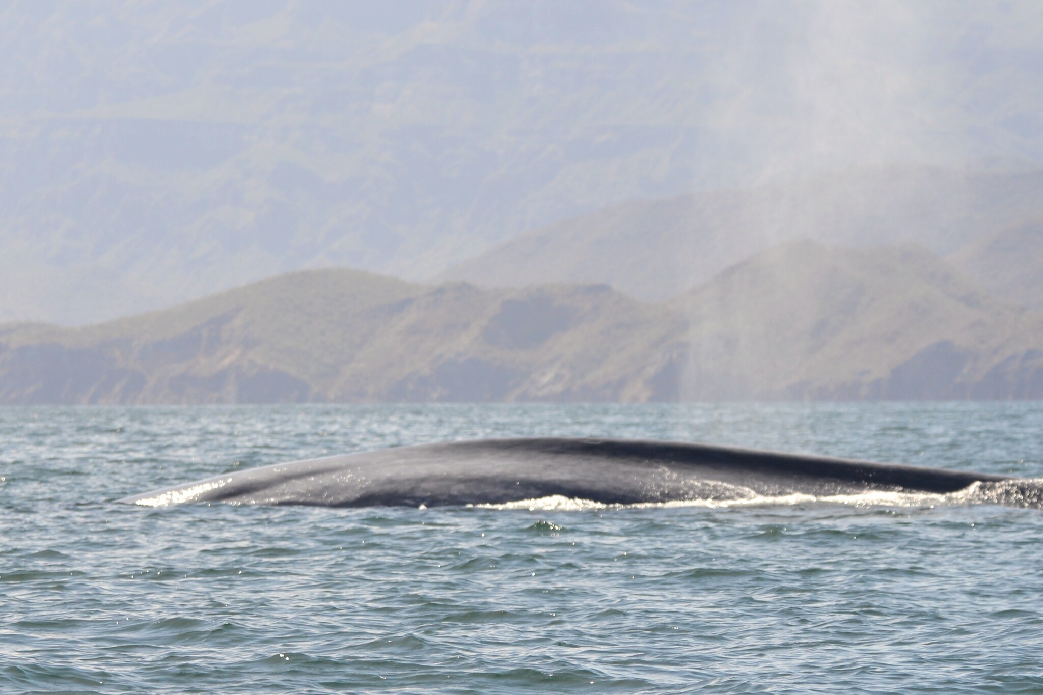 Balaenoptera musculus