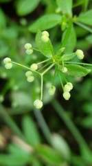 Galium bungei trachyspermum
