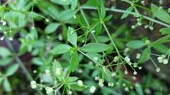 Galium bungei trachyspermum