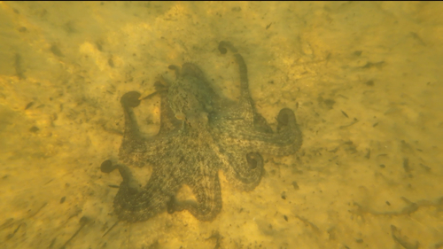 Octopus tetricus