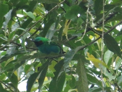 Chlorochrysa calliparaea