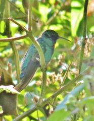 Colibri