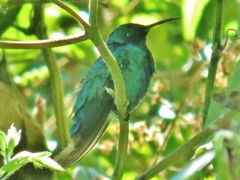 Colibri