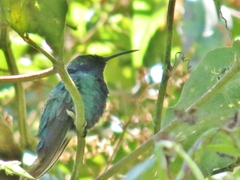 Colibri