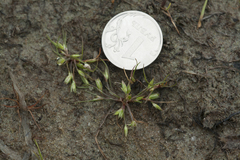 Juncus minutulus