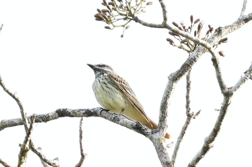 Sulphur-bellied Flycatcher (Myiodynastes luteiventris), photo 6