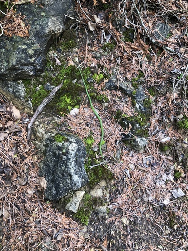 Smooth Greensnake