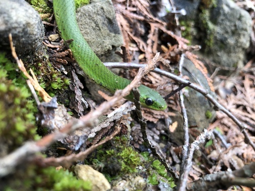 Smooth Greensnake
