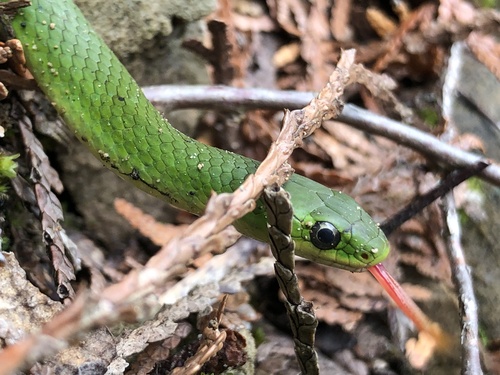 Smooth Greensnake