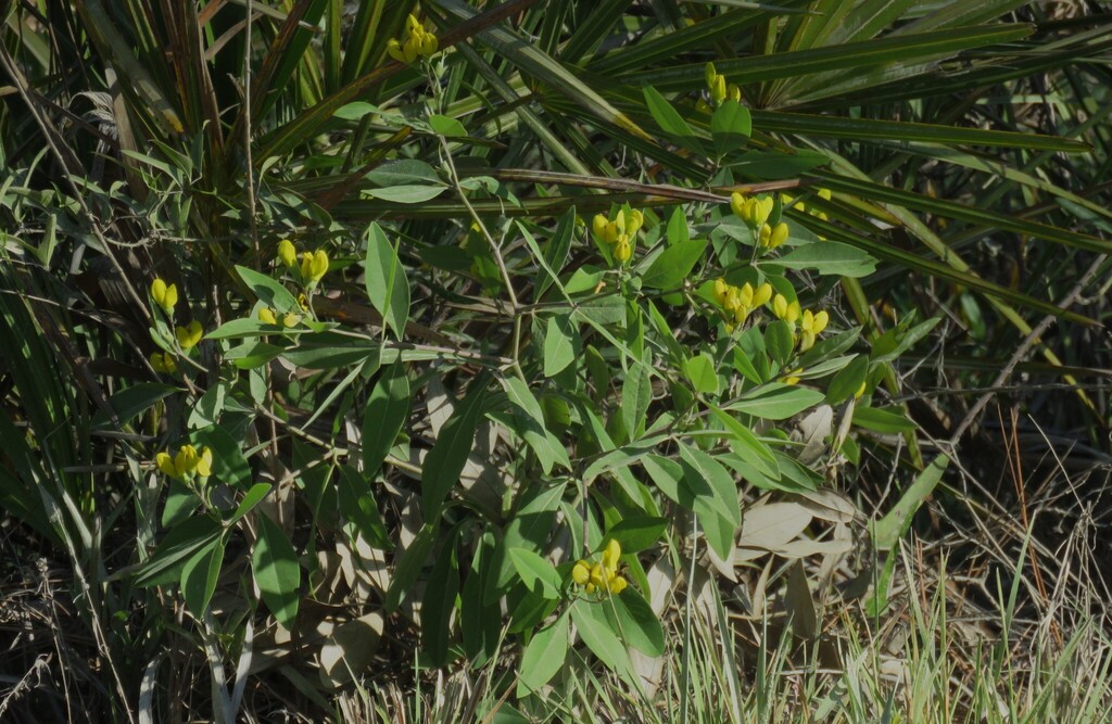 Gopherweed from Franklin County, FL, USA on April 15, 2026 at 09:04 AM ...