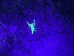 Paravaejovis spinigerus