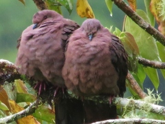 Patagioenas subvinacea