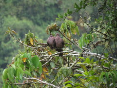 Patagioenas subvinacea