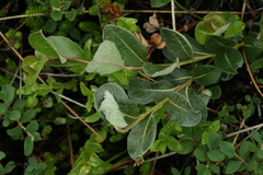 Salix saxatilis