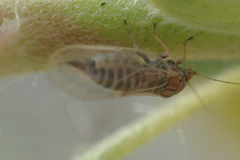 Cacopsylla curta