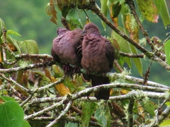 Patagioenas subvinacea