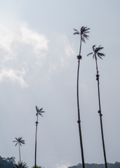 Ceroxylon quindiuense