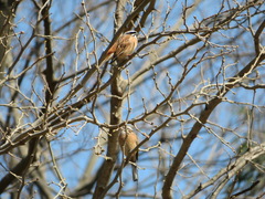 Emberiza cioides
