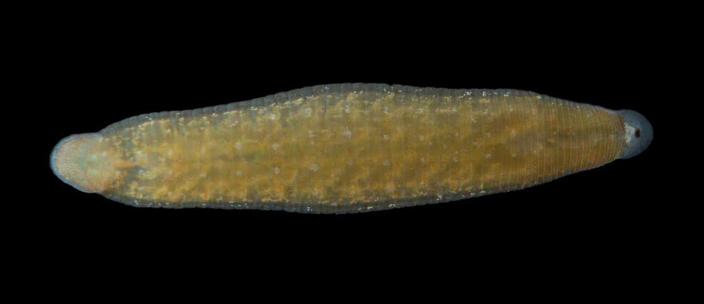 Placobdella unimaculata