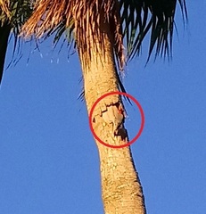 Melanerpes carolinus image