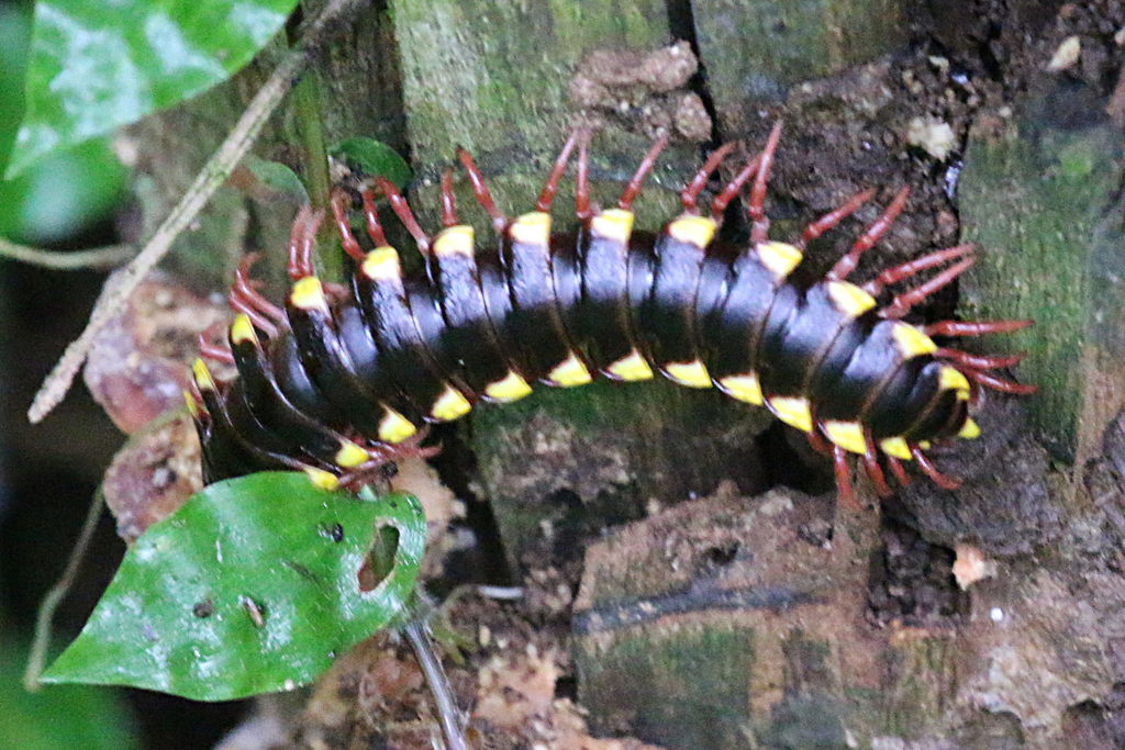 Chelodesminae