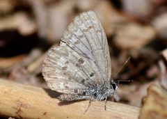 Celastrina ladon