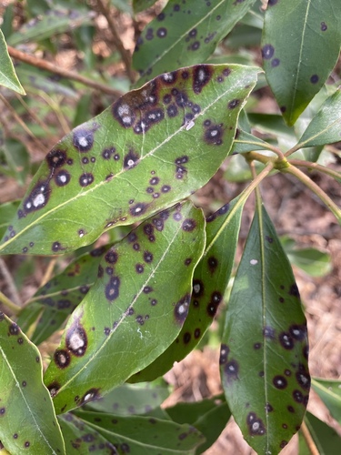 Mountain Laurel Leaf Spot