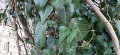 Hedera helix