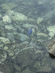 Arothron meleagris