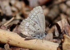 Celastrina ladon