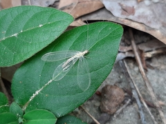 Chrysoperla pudica-group