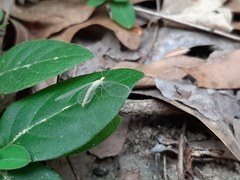 Chrysoperla pudica-group