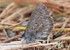 Celastrina ladon