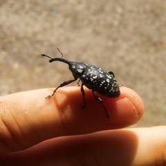 Heilipodus erythropus