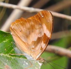 Herona marathus