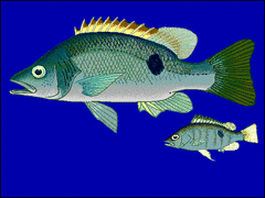 Freshwater Snapper photo 2
