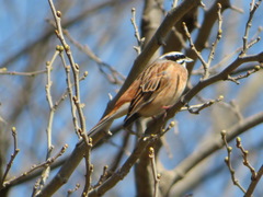 Emberiza cioides