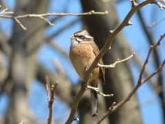 Emberiza cioides