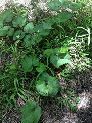 Cucurbita okeechobeensis