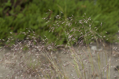 Agrostis vinealis trinii