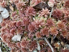 Sphagnum medium