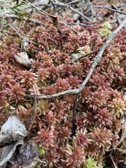 Sphagnum medium