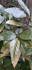 Aucuba japonica