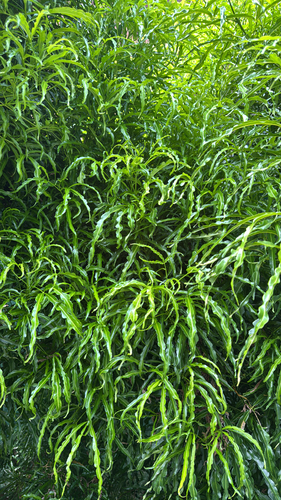 Melicope denhamii observed 2026-04-14