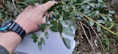 Magnoliopsida