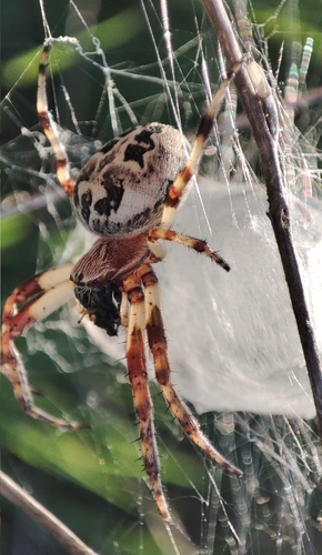 Larinioides cornutus