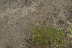 Agrostis vinealis trinii